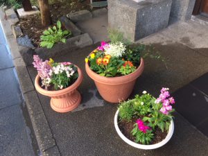 玄関の花②